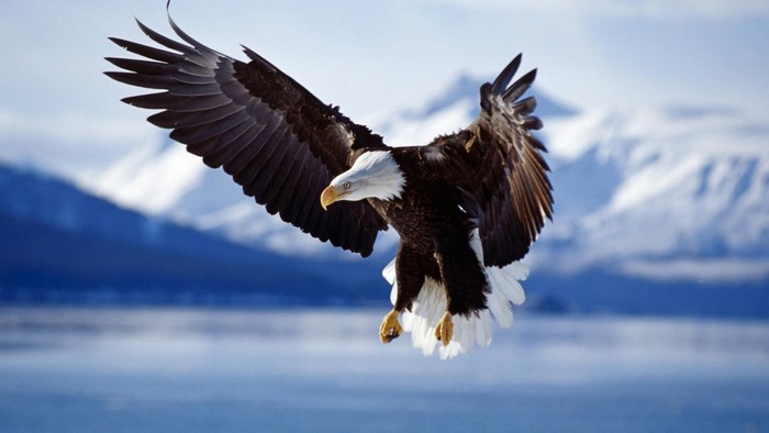 Majestic Bald Eagle Soaring Over Snowy Mountains