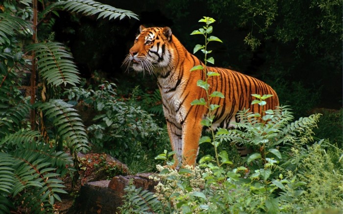 Tiger standing in a dense jungle with ferns and foliage