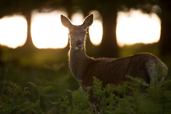 Deer in the forest at sunset