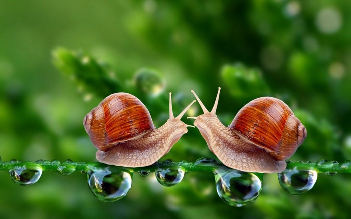 Two snails on a wet branch with water droplets