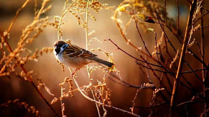 Sparrow perched on a dry branch in soft sunlight