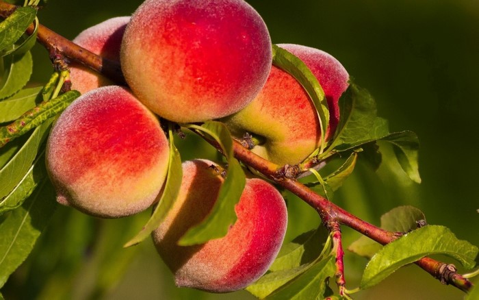 Peaches on a branch with green leaves