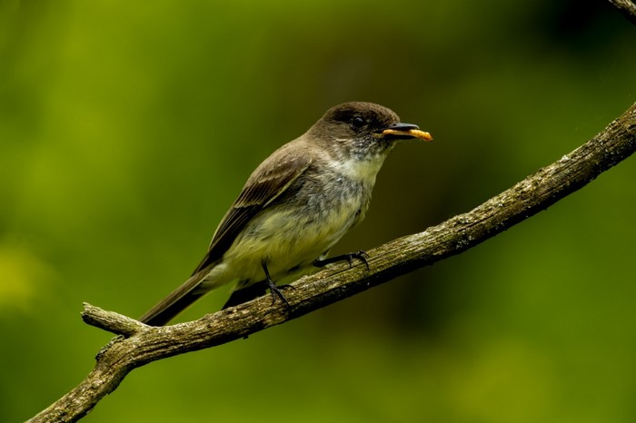 Perching Bird Eating on Branch in Nature
