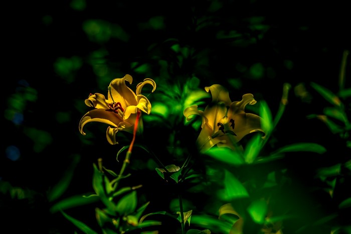 Yellow lilies in dark garden with sunlight