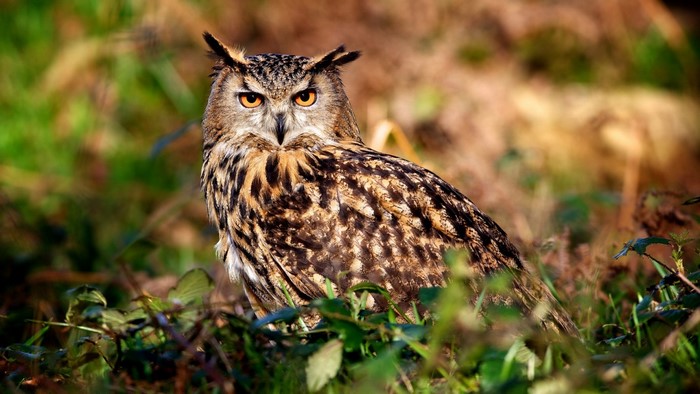 Eurasian Eagle-Owl perched in foliage