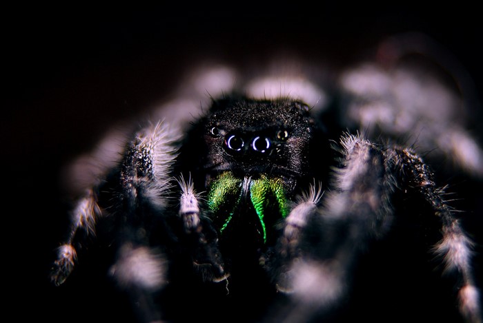 Macro photography of a jumping spider with green chelicerae