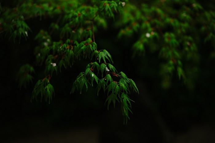 Green maple leaves on a dark background