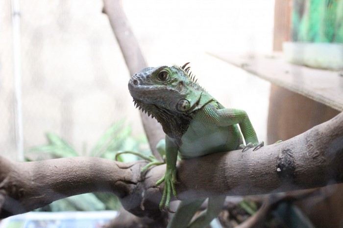 Green iguana perched on a branch in a zoo enclosure
