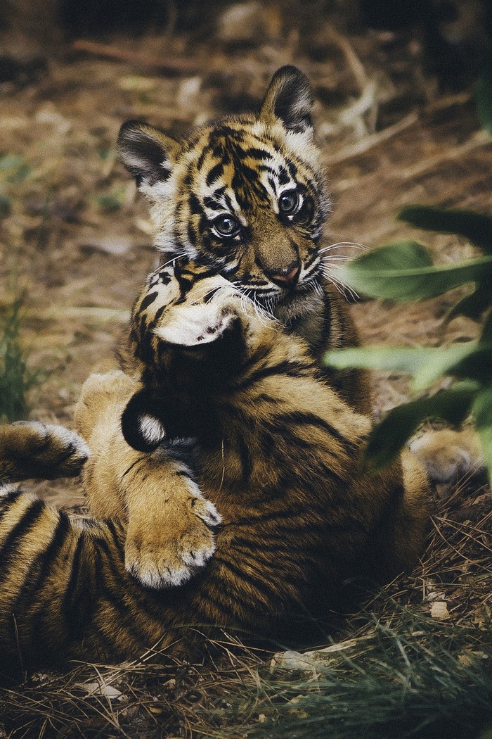 Two tiger cubs playing in dry grass