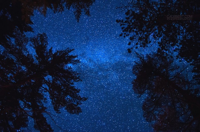 Night sky full of stars over trees