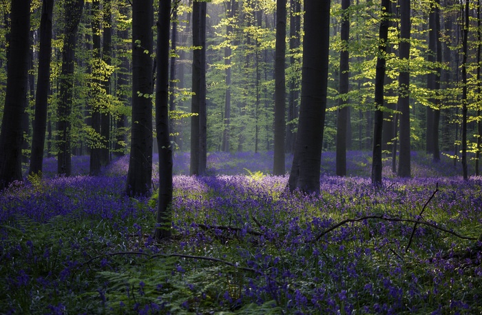Bluebell Forest in Halle, Belgium with Sunlight