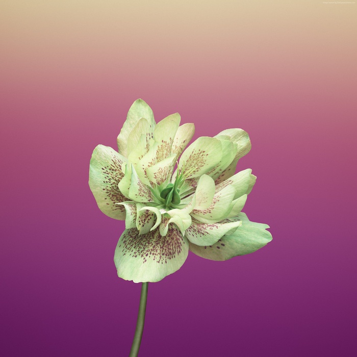 Light Green Flower with Brown Spots