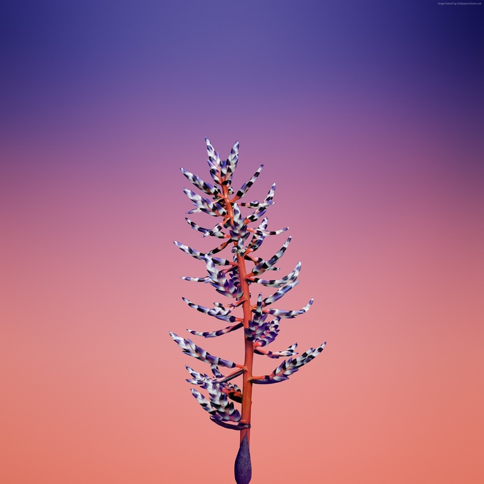 Flower on gradient background 4K
