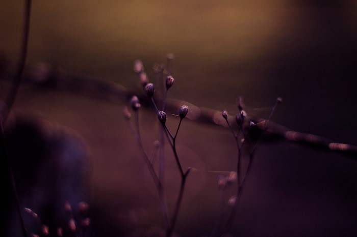Macro photography of plant buds with bokeh lights