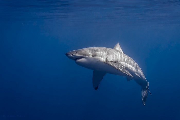 Great White Shark Swimming in Clear Ocean