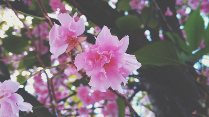 Pink cherry blossoms on a tree branch