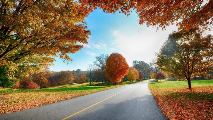 Road through autumn forest with colorful trees