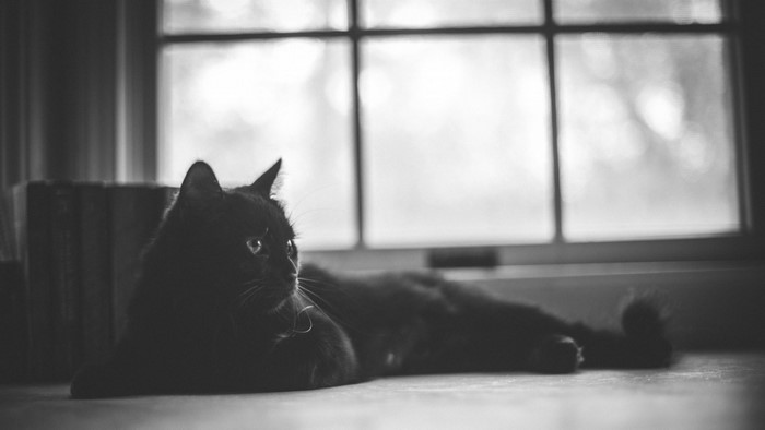 Black cat lying by a window