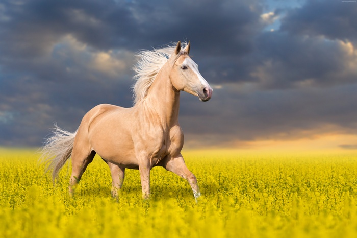 Palomino horse running in a field of yellow flowers