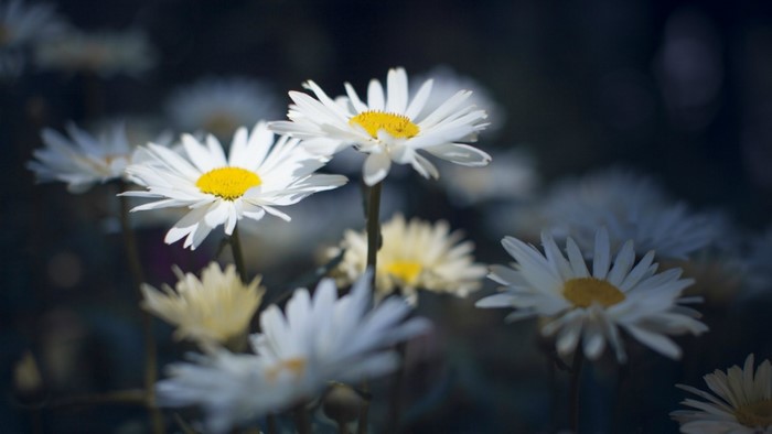 Close-up of white daisies with yellow centers
