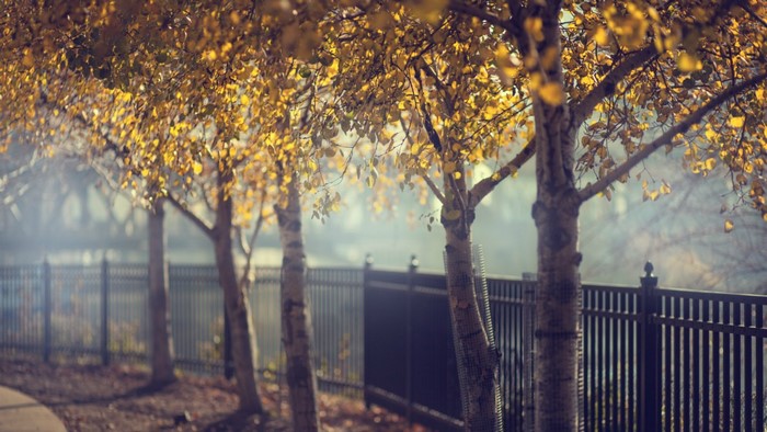 Autumn trees with yellow leaves and a fence
