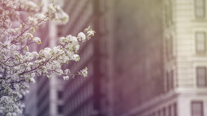 Blooming branches in front of city buildings