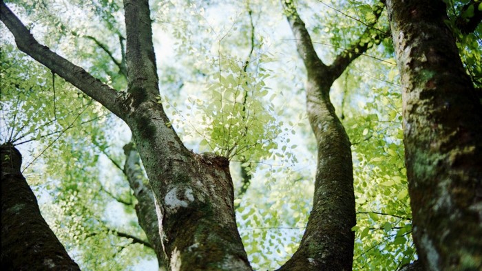 Looking up through trees in a forest