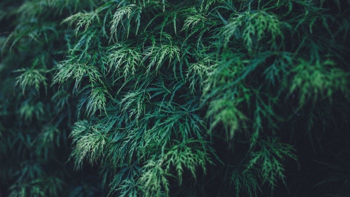 Close-up of dark green fern leaves
