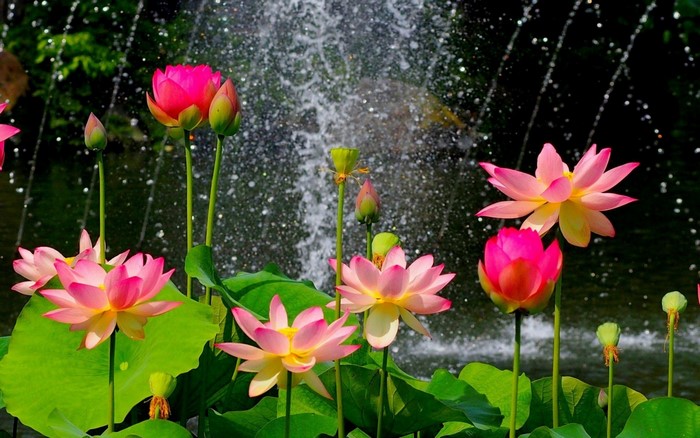 Pink and red lotus flowers in front of a fountain