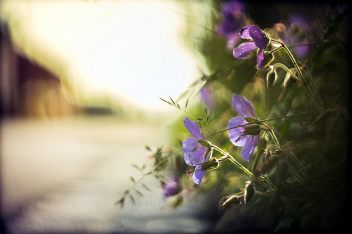 Purple flowers with water droplets in sunlight