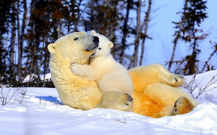 Polar bear mother and cub hugging in the snow