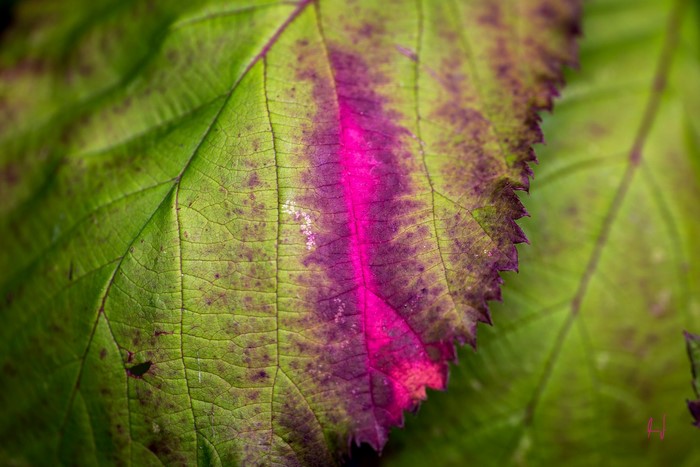 Close-up of a green leaf with pink and purple veins