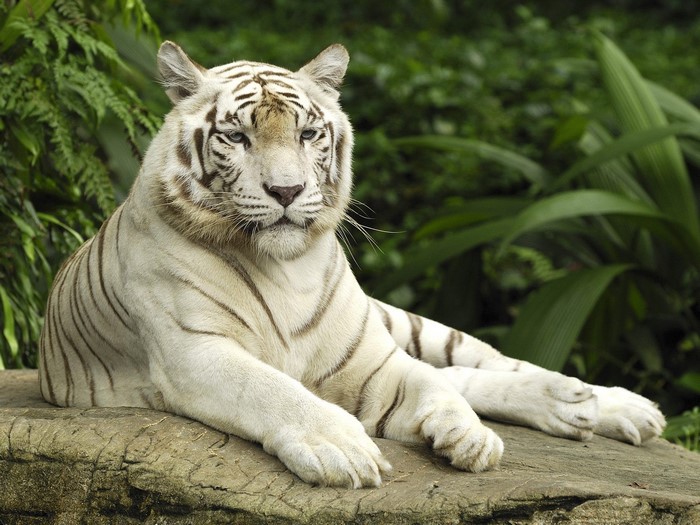 White tiger resting on a rock