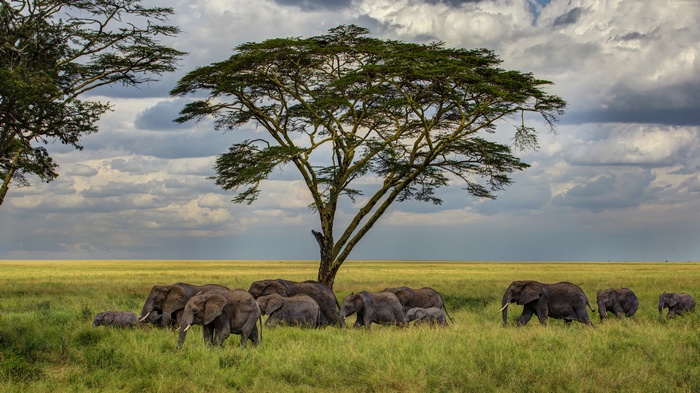 Elephants in the Savanna under a Tree