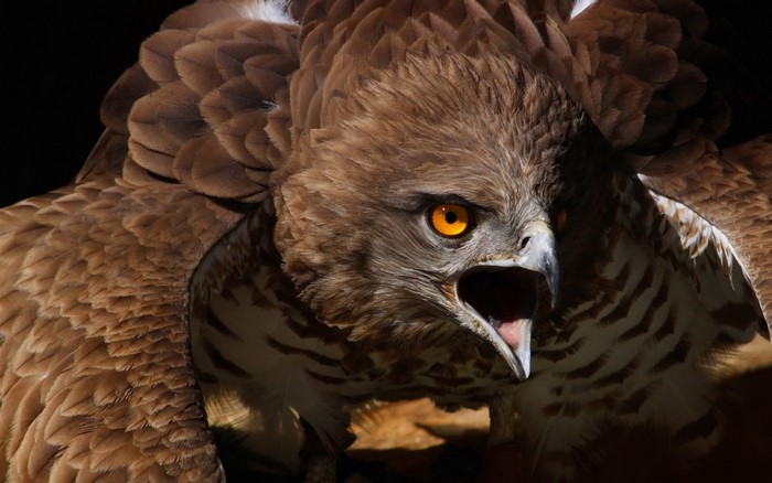 Close-Up of Fierce Bird of Prey with Wings Spread