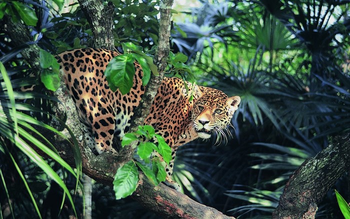 Jaguar perched on a tree branch in a rainforest