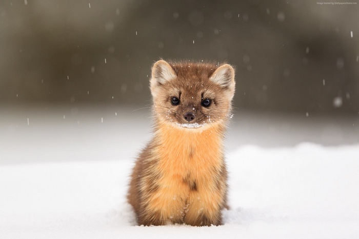 Cute American Marten in Snow