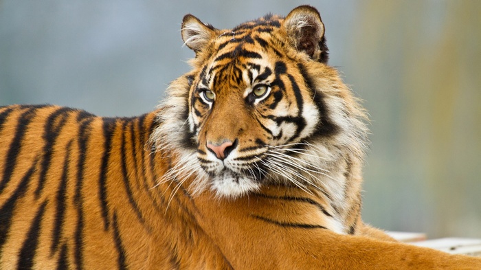 Tiger lying down, looking to the side