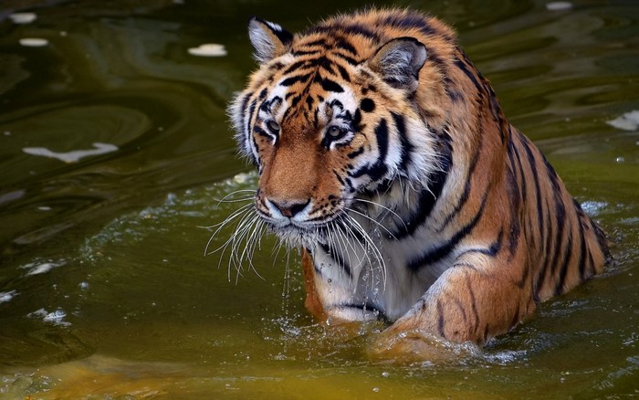 Majestic Tiger Standing in Water