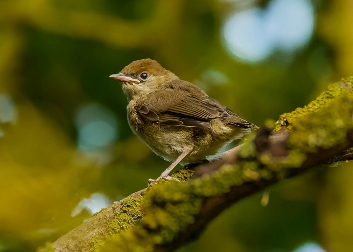 Young bird perched on a mossy branch