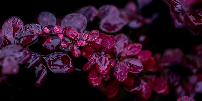 Close-Up of Red and Purple Leaves with Water Drops