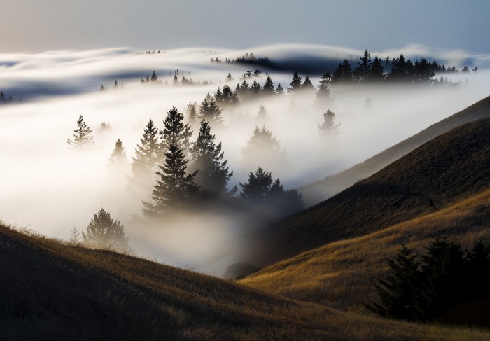 Misty forest on rolling hills at sunrise