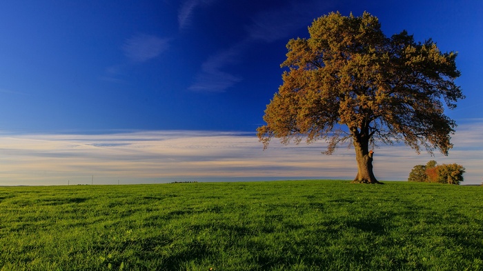 Lone tree in a green field under a blue sky