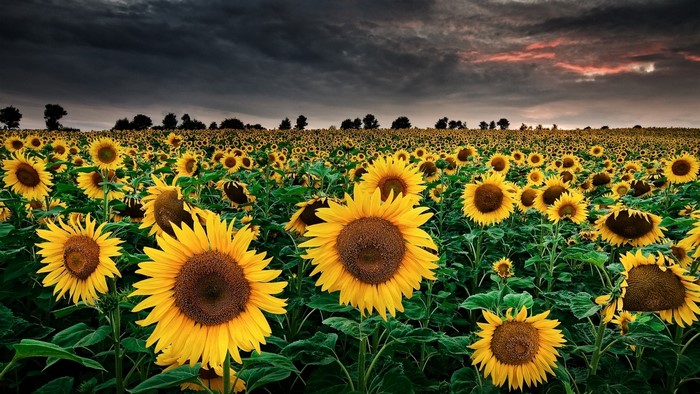 Vibrant Sunflower Field Under Dramatic Sky
