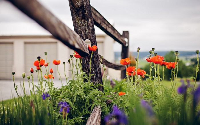 Orange poppies and purple irises by a wooden fence