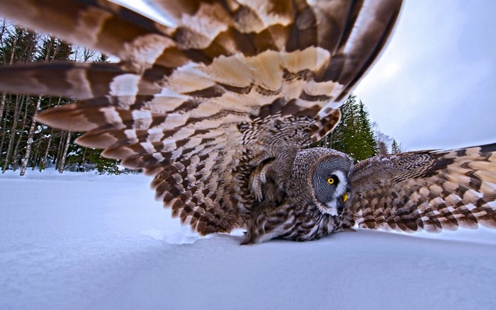 Great Grey Owl landing in the snow