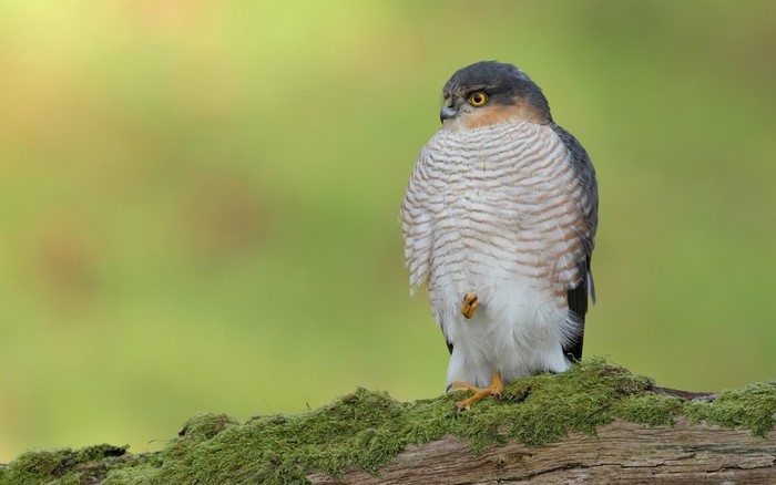 Sparrowhawk perched on a mossy log