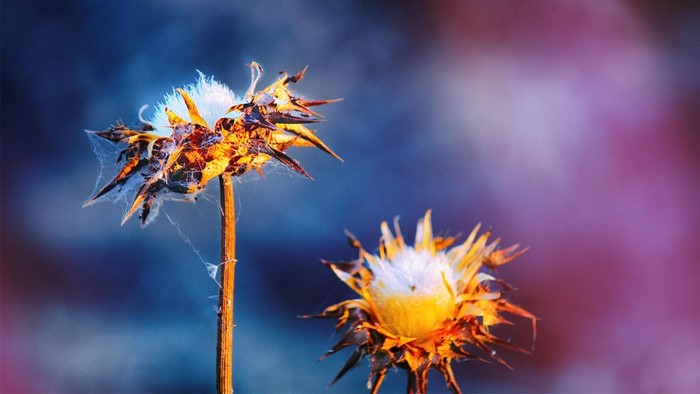 Close-up of dried wildflowers with spiderwebs
