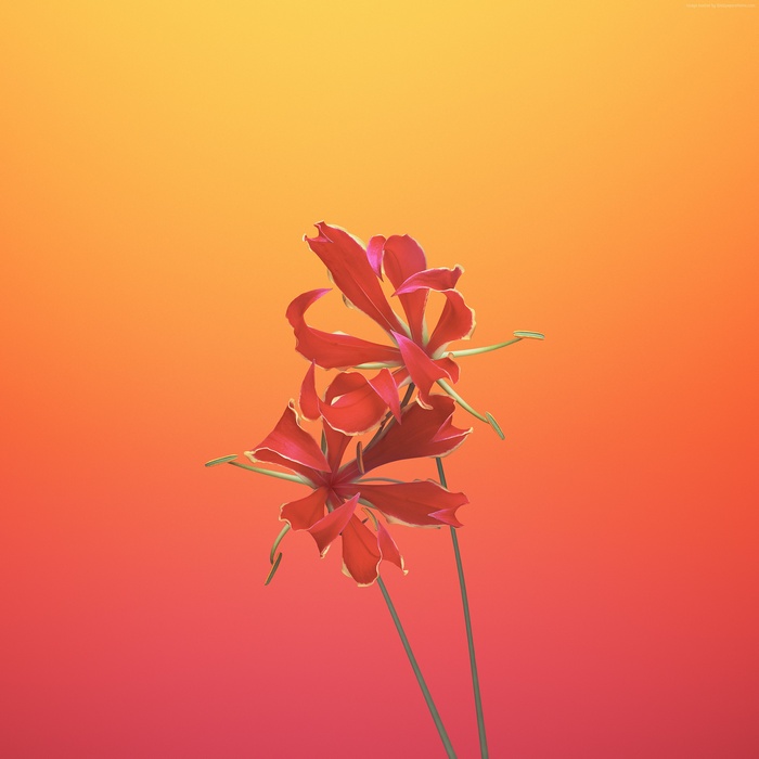 Two red Gloriosa lilies on a gradient background