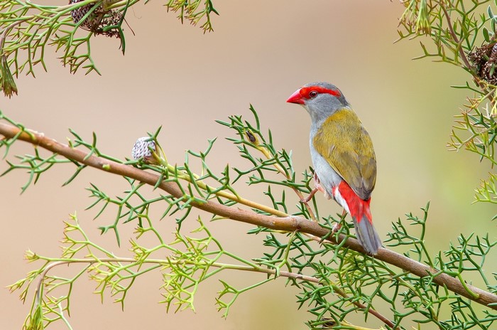 Colorful Parakeet Perched on Branch